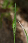 Kral's sedge